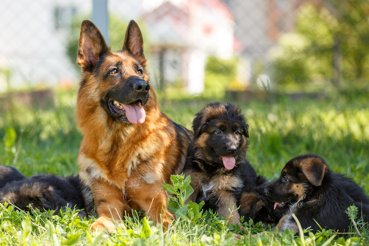 Discover The Best German Shepherd Puppies For Sale
